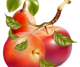 Freshly picked apple vector illustration