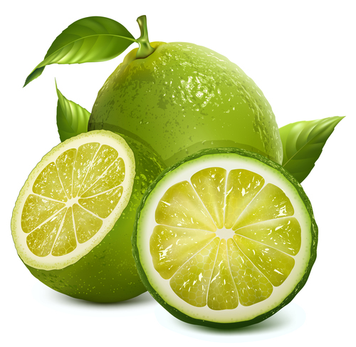 Green real citrus vector