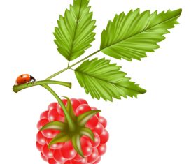 Ladybug and berry vector illustration