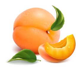 Meltingfleshed peach vector illustration