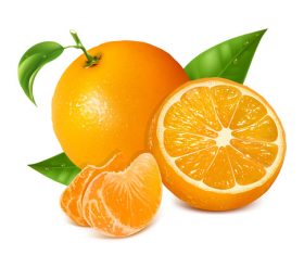 Orange and citrus vector