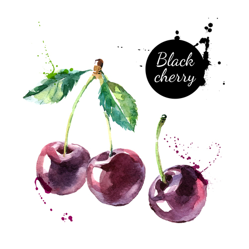 Cherries watercolor painting vector