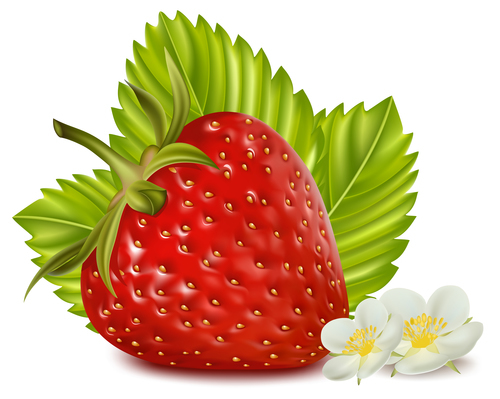 Fresh strawberries and flowers vector illustration