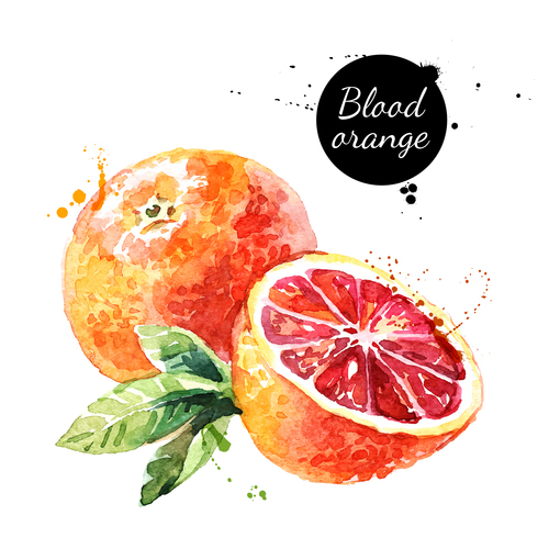 Grapefruit watercolor painting vector