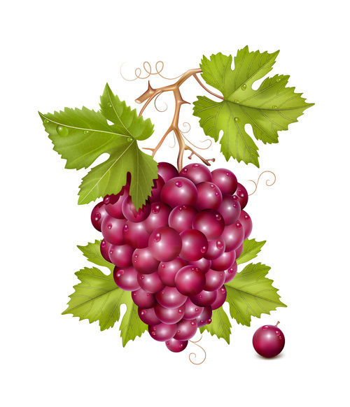 Rain red grapes realistic vector
