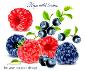 Ripe wild berries vector illustration