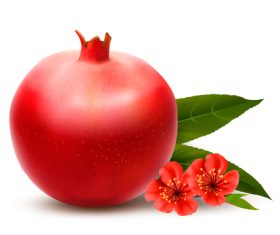 Small red flower and pomegranate vector illustration