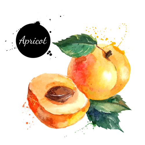Peach watercolor painting vector