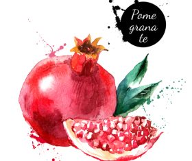 Pomegranate watercolor painting vector