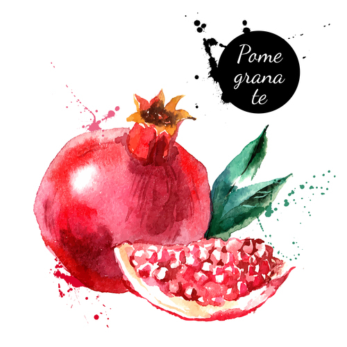 Pomegranate watercolor painting vector