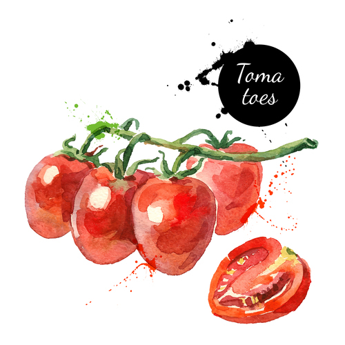 Tomatoes watercolor painting vector