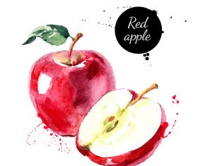 Watercolor painting apple vector