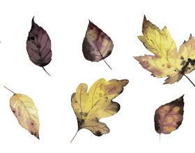 Autumn leaf vector watercolor clipping drawing