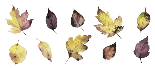 Autumn leaf vector watercolor clipping drawing