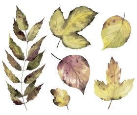 Real watercolor clipping drawing autumn leaf vector