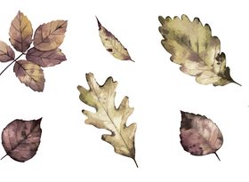 Watercolor clipping drawing autumn leaf vector