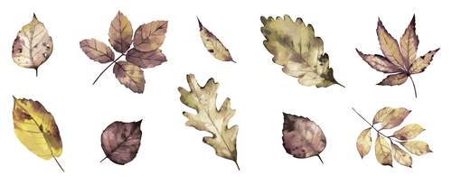 Watercolor clipping drawing autumn leaf vector