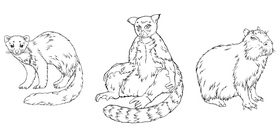 Panther turtle wombat marten lemur black white hand drawn vector