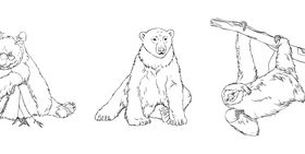 Polar bear wolf meerkat sloth panda black white hand drawn vector