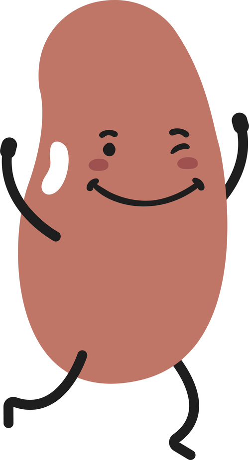 Smile kidney bean cartoon vector