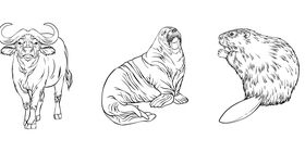 Wild animals deer buffalo seal beaver raccoon black white hand drawn vector