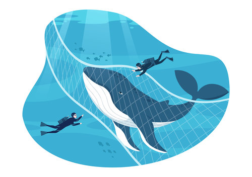 Capture shark vector with fishing net