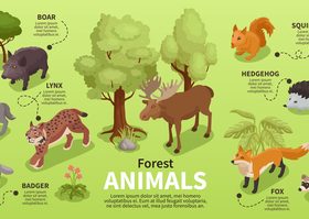 Forest animals isometric infographics vector