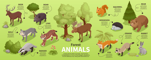 Forest animals isometric infographics vector