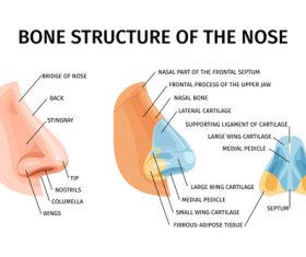 Nose bone structure anatomy illustration vector