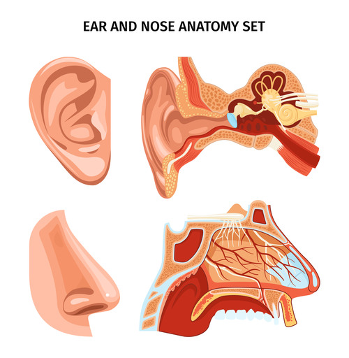 Realistic nose eye ear anatomy set vector