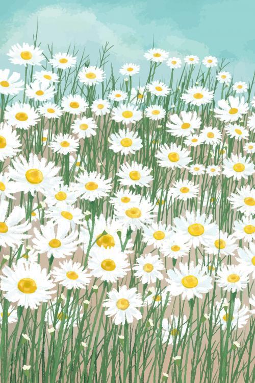 Blooming white daisy flower vector