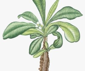 Euphorbia lophogona vector