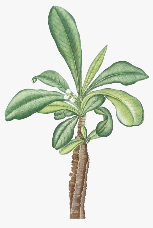 Euphorbia lophogona vector