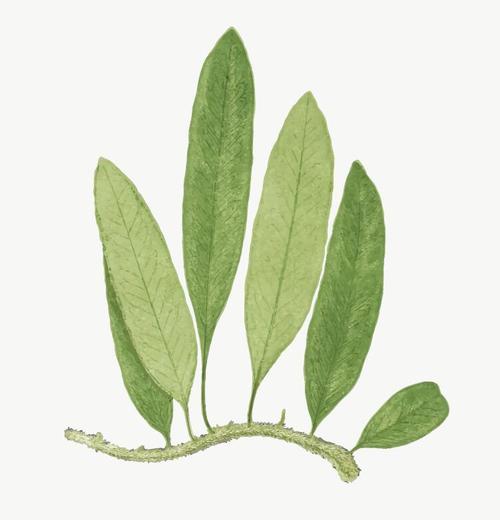 Polypodium squamulosum fern leaf vector