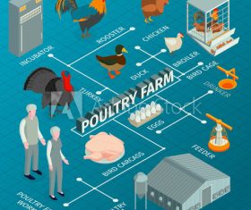Poultry farm infographic illustration vector