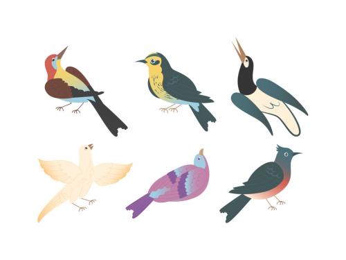 Common birds vector