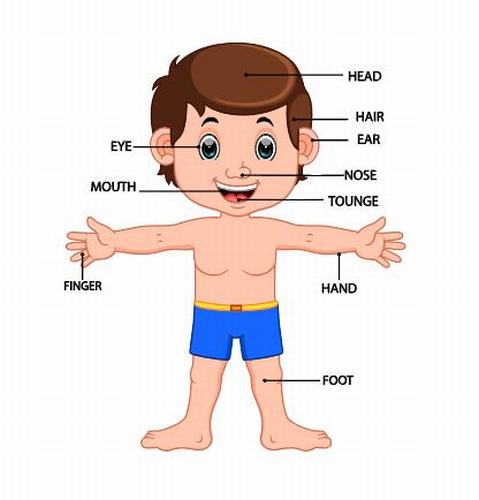 Name of human body part vector
