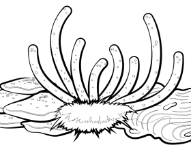 Coral reef black and white clipart