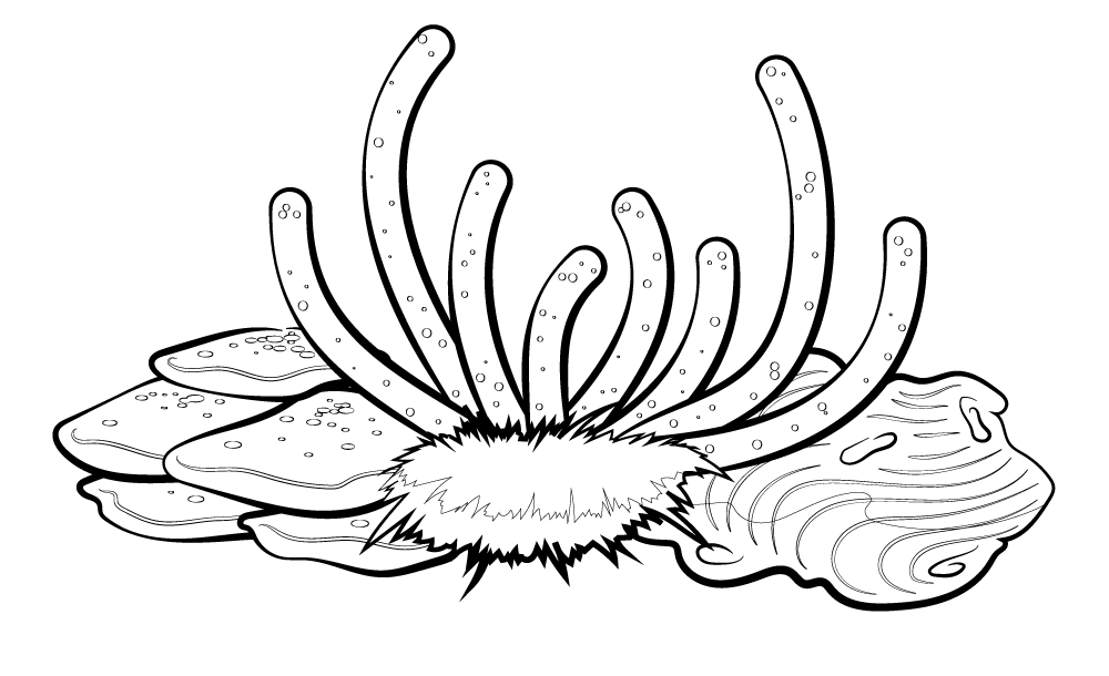 Coral reef black and white clipart