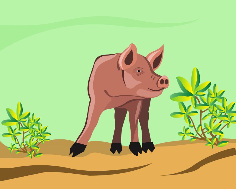 Pink Pig Vector
