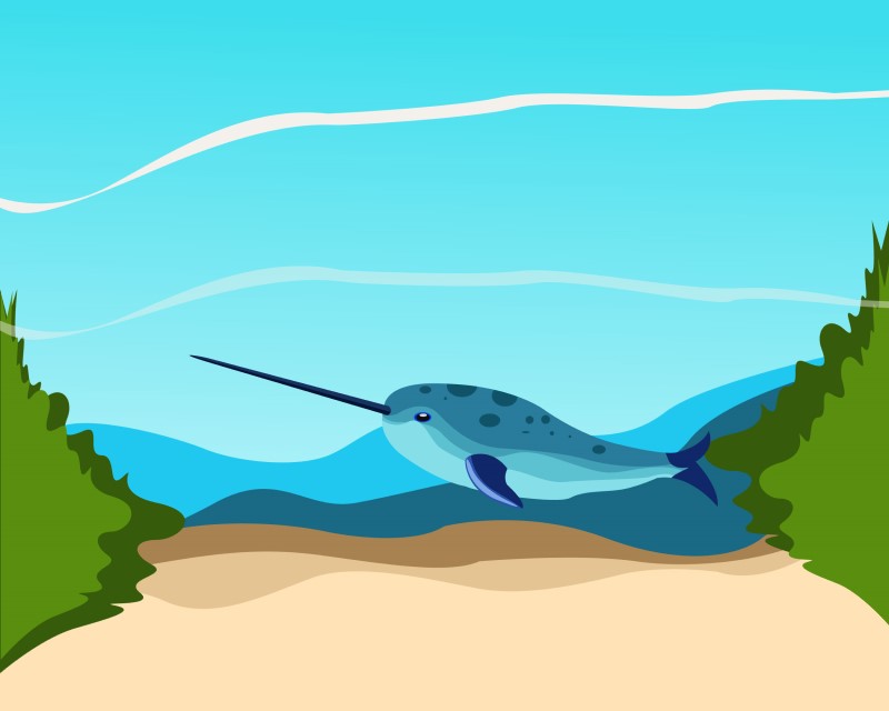 Narwhal Vector