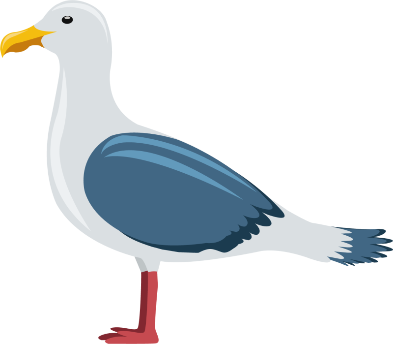 Gull Bird Clipart