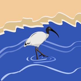 Ibis Vector