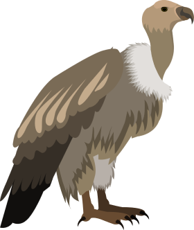 Vulture Clipart