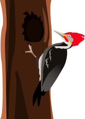 Woodpecker Clipart