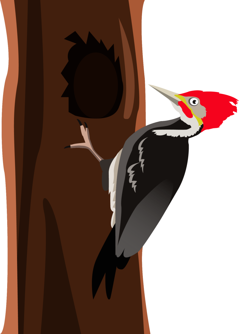 Woodpecker Clipart