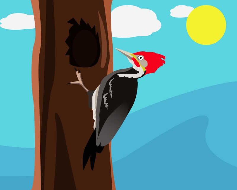 Woodpecker Vector