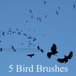 New Bird Photoshop Brushes