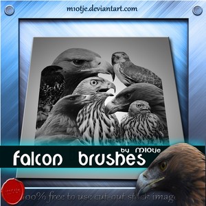 Falcon Brushes Photoshop Brushes
